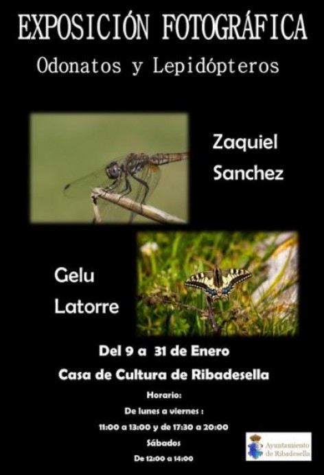 Exposición de odonatos y lepidócteros en Ribadesella - Concejo de Ribadesella