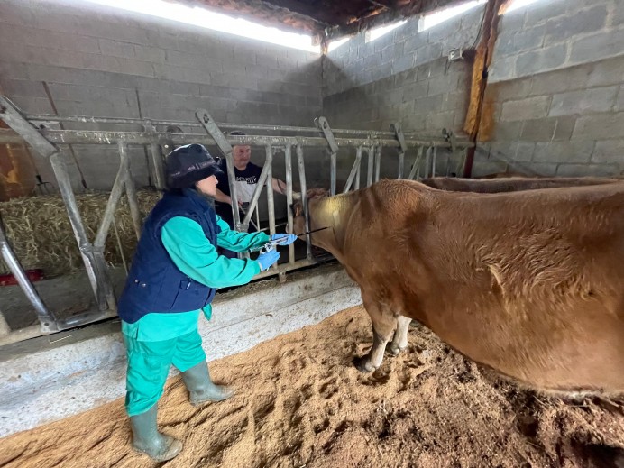 Detectados casos de lengua azul en vacas de Las Regueras y Ribadesella - Concejo de Ribadesella