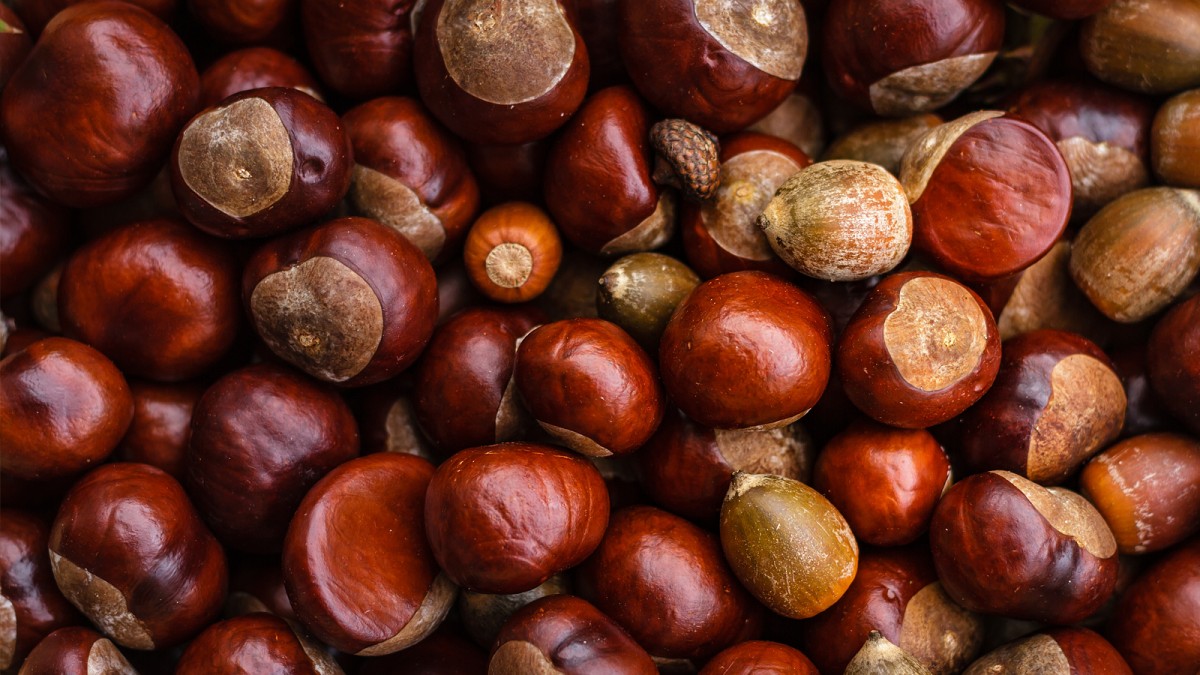 El ayuntamiento de Parres suspende el XXX certamen de la castaña y productos de la huerta - Concejo de Parres