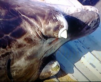 Aparece en la playa de la Griega, un ejemplar de Zifio Densirostris - Concejo de Colunga
