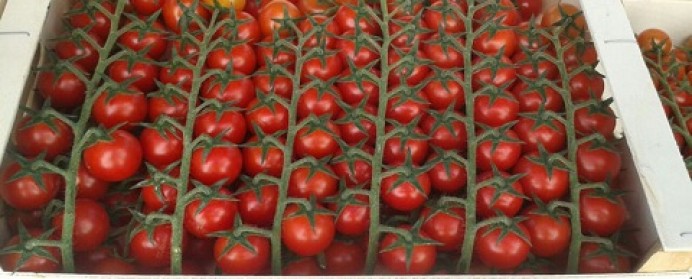 Francia retira del mercado tomate cóctel de Marruecos por exceso de pesticidas - Ecología y Medioambiente