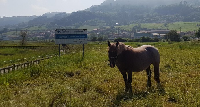 Coordinadora Ecoloxista d'Asturies:El Principado y el Ayuntamiento abandonan las obras de restauración ecológica de Villaviciosa  - Concejo de Villaviciosa