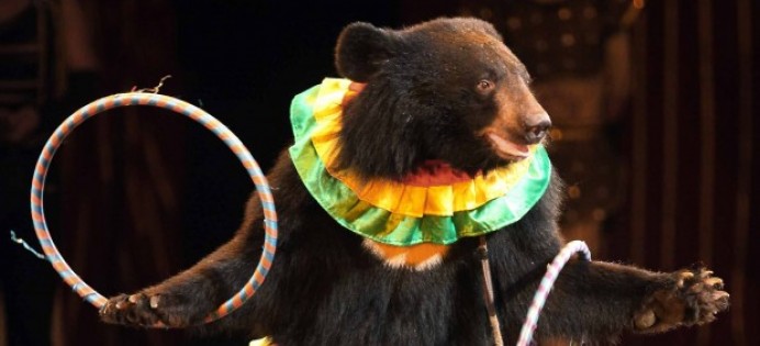 El Área de Protección Animal de IU pide al Ayuntamiento de Villaviciosa que prohíba la instalación de circos con animales en el concejo - Concejo de Villaviciosa