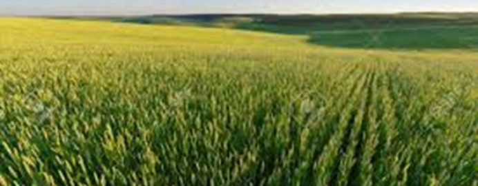 Medio Rural saca a licitación en 472.413 euros las obras de la red de caminos de la concentración parcelaria de Huerres, en Colunga - Concejo de Colunga