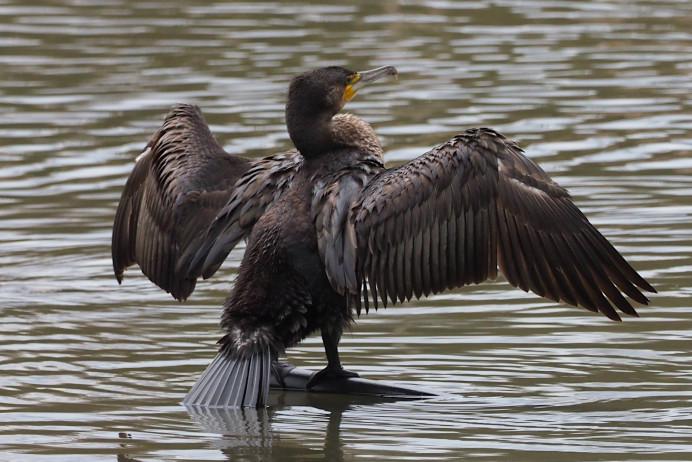 El Gobierno de Asturias continua con las matanzas de los cormoranes para contentar a los pescadores - Ecología y Medioambiente