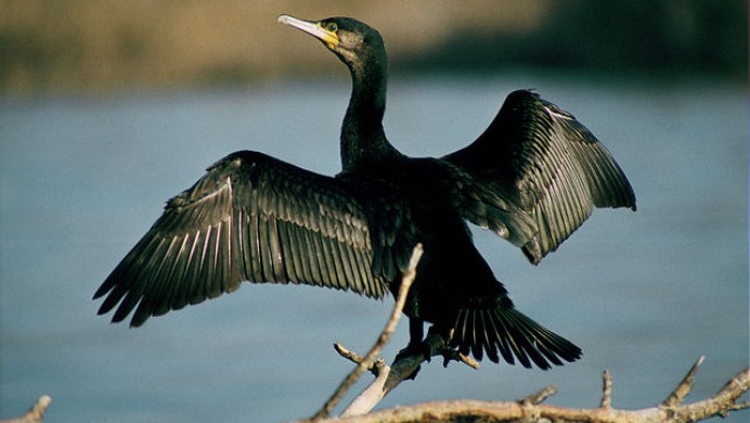El Principado sigue las matanzas de cormoranes para contentar a los pescadores - Ecología y Medioambiente