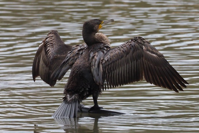 El Principado autoriza una año mas la matanzas de los cormoranes en los ríos asturianos - Ecología y Medioambiente