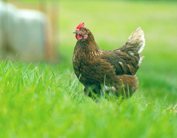 Asturias permite de nuevo la cría de aves al aire libre salvo en ocho concejos por la gripe aviar - Asturias