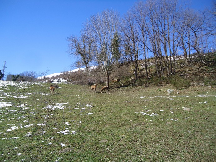 El Parque de la Prehistoria de Teverga incorpora tres ejemplares de gamos y tres ciervos - Turismo