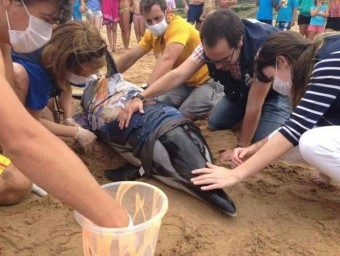 Varamiento de delfín en la Playa de Vega - Concejo de Ribadesella