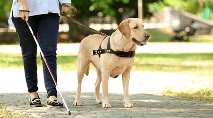 El Gobierno de Asturias impulsa el decreto que desarrollará la ley de acompañamiento de perros de asistencia - Asturias