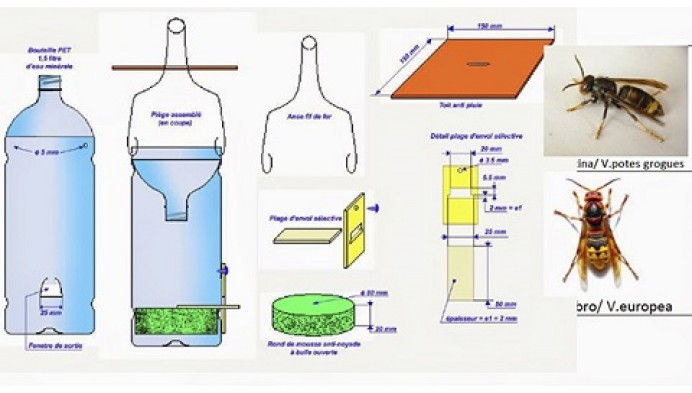 Reparto trampas captura avispa asiática - Concejo de Ribadedeva
