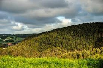 Ayuntamiento de  Colunga: Anuncio - Concejo de Colunga