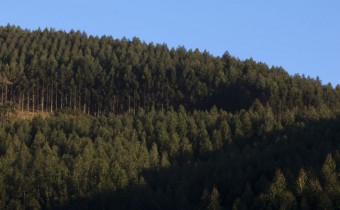 Información pública de evaluación preliminar de impacto ambiental de la plantación de eucalipto de la finca “La Peruyal”, en el concejo de Villaviciosa. - Concejo de Villaviciosa