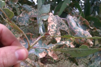 Fumigan los montes de ocalitos del Oriente sin avisar a los colindantes - Ecología y Medioambiente