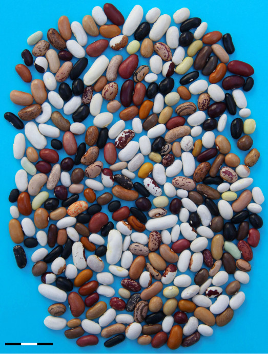 Investigadores del Serida participan en un trabajo internacional sobre la evolución genética de la judía común en Europa - Asturias