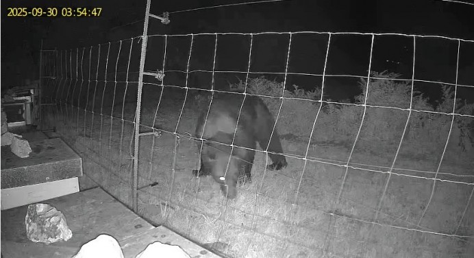 FAPAS denuncia la falta de medidas del Gobierno asturiano para conservar el oso pardo - Ecología y Medioambiente