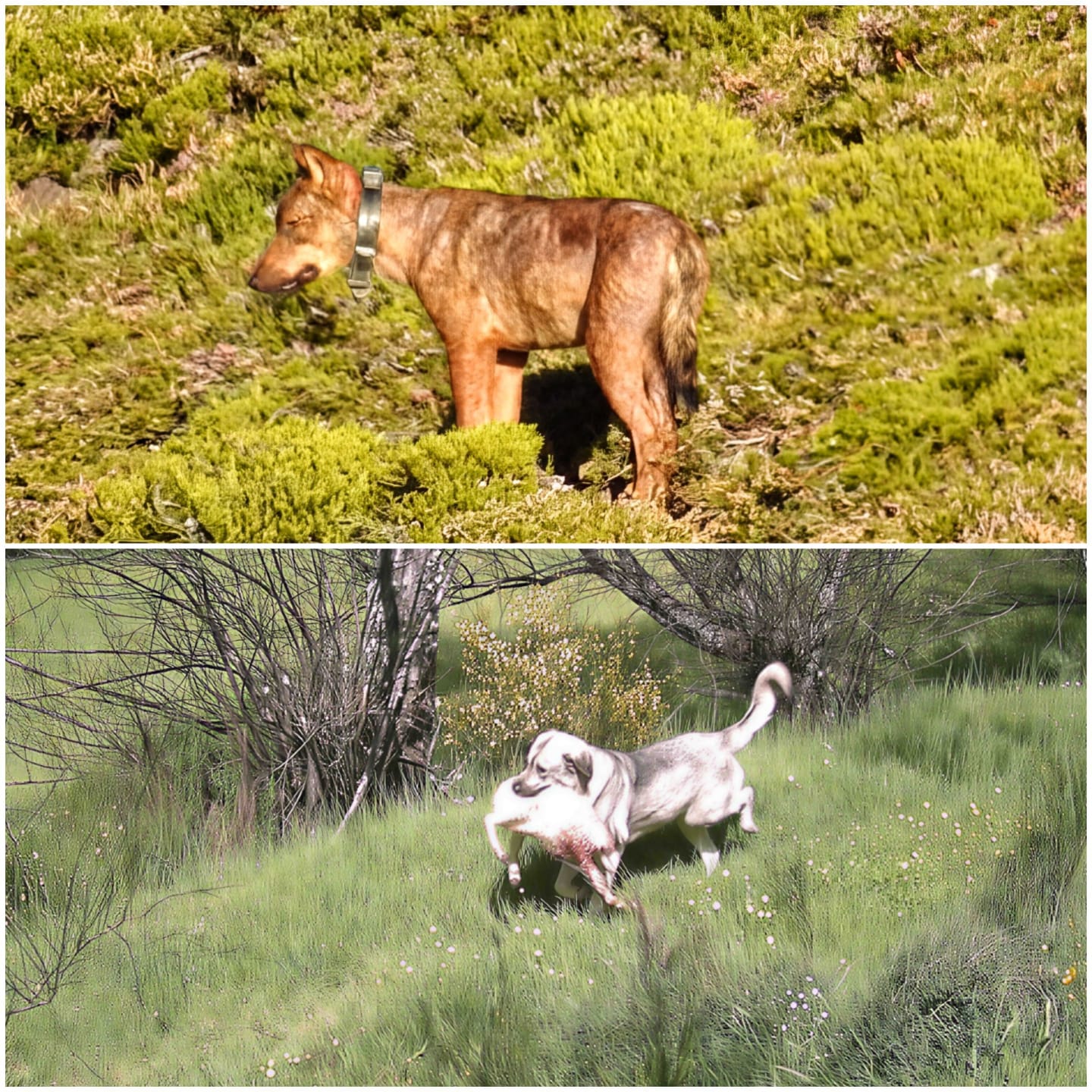 FAPAS alerta: grupos de perros asilvestrados sustituyen a manadas de lobos en Asturias - Ecología y Medioambiente