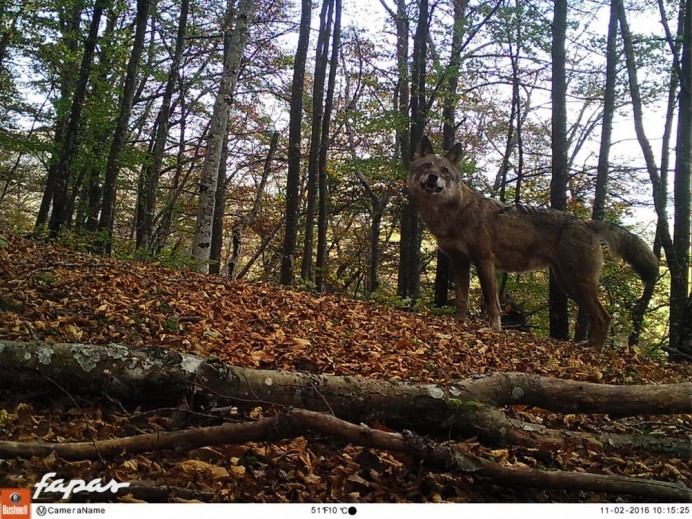 FAPAS pone en marcha un proyecto de  seguimiento e identificación de lobos problemáticos - Asturias
