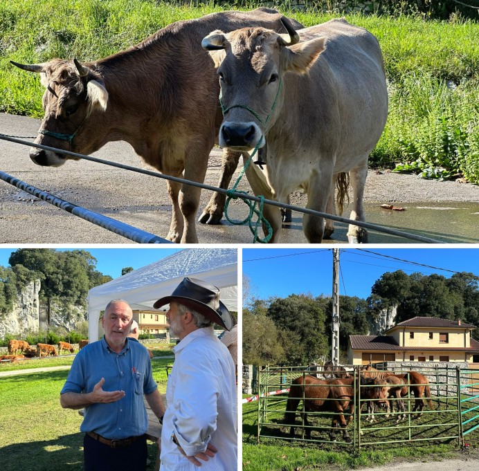 La feria ganadera de San Martín regresa a Nueva con gran afluencia y ventas - Concejo de Llanes