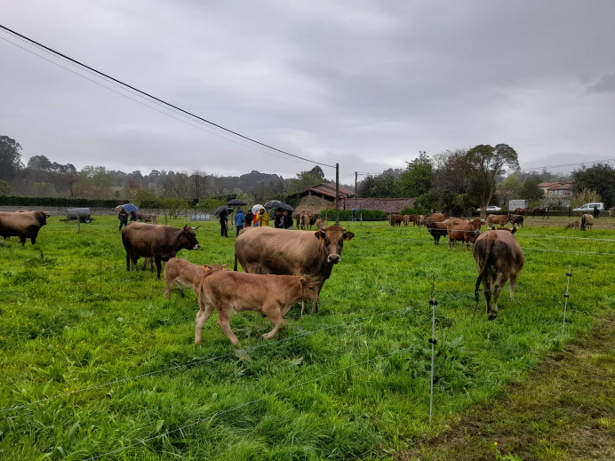 Feria San Jorge - Concejo de Llanes