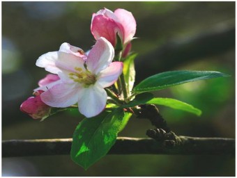 Presentación de las jornadas de la Semana de la Floración del Manzano en la Comarca de la Sidra - Comarca de la Sidra