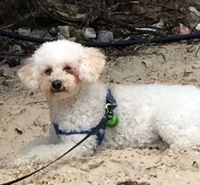 Desaparecida perrita Caniche en Celorio (Llanes) - Concejo de Llanes