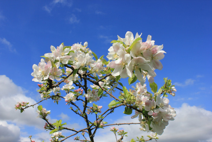 Floración del manzano en la Comarca de la Sidra - Comarca de la Sidra