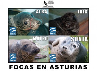 "Alba" regresa a casa. - Ecología y Medioambiente