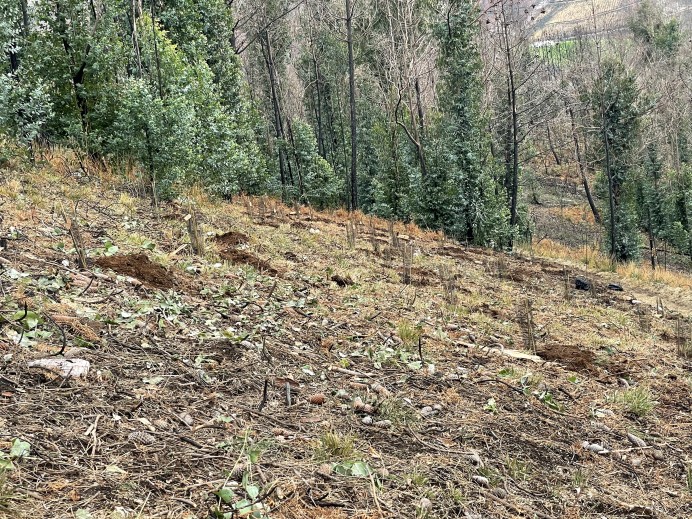 El Gobierno de Asturias distribuye 4,9 millones en ayudas para la creación de masas forestales y la protección del monte frente a los incendios - Asturias