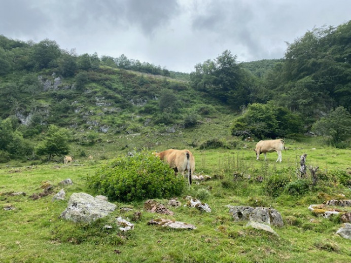 El Principado avanza en un nuevo modelo de gestión forestal que mejora la prevención de incendios y la conservación de la biodiversidad - Asturias