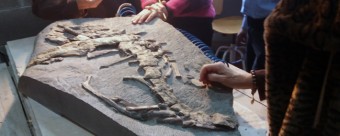 Dos bloques con fósiles de dinosaurios de la colección del MUJA se escanearán en un hospital veterinario de Gijón - Concejo de Colunga