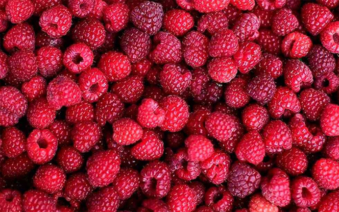 Aprobación inicial del Plan Especial y estudio de implantación para plantación de frutos rojos, en Luces, Colunga - Concejo de Colunga
