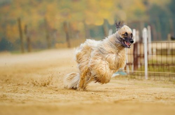 Características esenciales de los galgos de competición - Información General