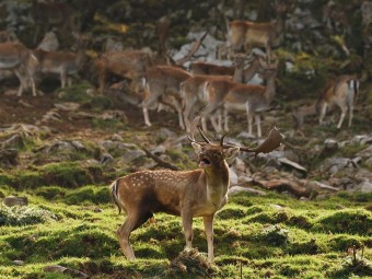 Actividades en el C.I. Sierra del Sueve dentro de las XVII Jornadas de la Sierra del Sueve - Ecología y Medioambiente