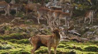 Programación de las XVIII Jornadas de la Sierra del Sueve - Comarca del Sueve