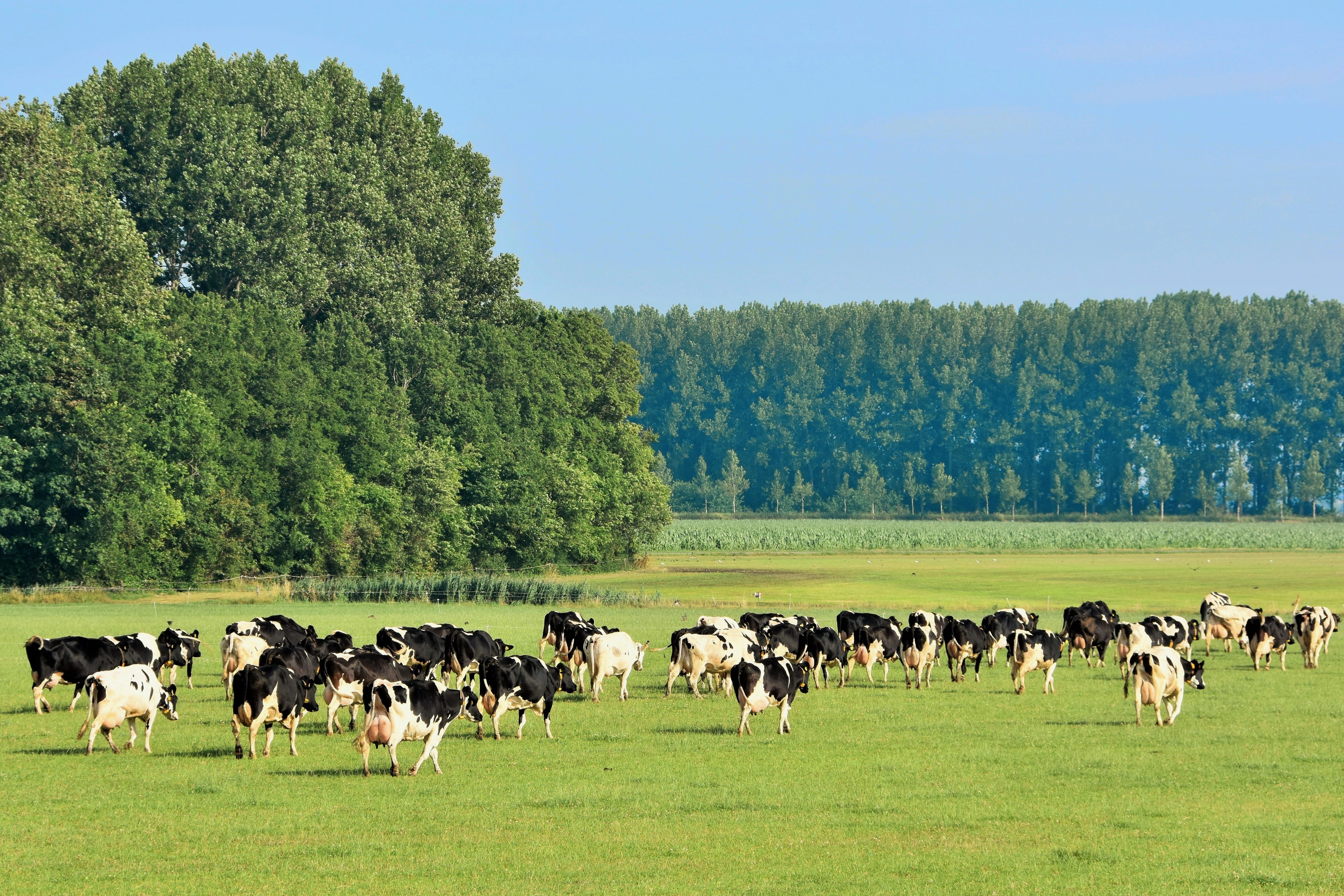 USAGA anima a los ganaderos a sumarse a la denuncia colectiva contra el cártel de la leche - Asturias