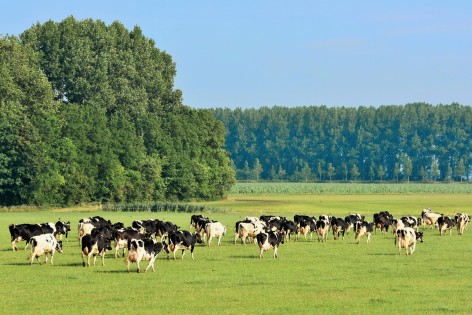 USAGA anima a los ganaderos a sumarse a la denuncia colectiva contra el cártel de la leche