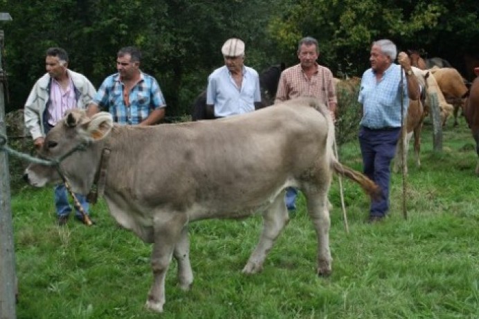  Concurso comarcal de ganado vacuno Nuestra Señora de Loreto en Colunga - Concejo de Colunga