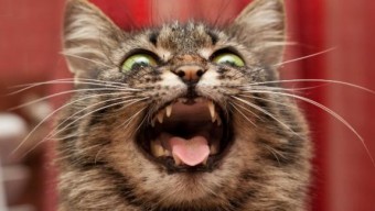 "SICUT ERAT IN PRINCIPIO" - Concejo de Colunga