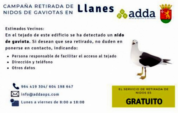 Llanes inicia trabajos control gaviota patiamarilla - Concejo de Llanes