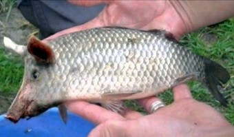 Jornadas del Gochu y el Mar - Concejo de Colunga