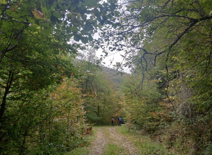 Hayedo de Valgrande desde San Miguel del Río - Rutas y sendas en el Principado de Asturias