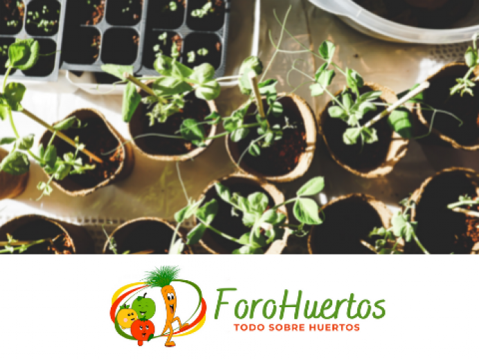 Junio: ¿Qué planto en mi huerto? - Ecología y Medioambiente