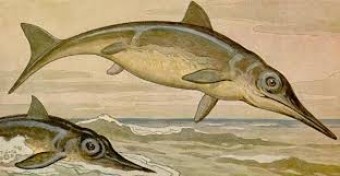 Presentación de los últimos estudios del ejemplar fósil de ictiosaurio de Villaviciosa - Concejo de Colunga