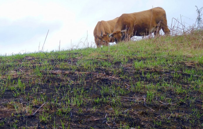 La Coordinadora Ecologista solicita que las zonas incendiadas se acoten al pastoreo - Ecología y Medioambiente