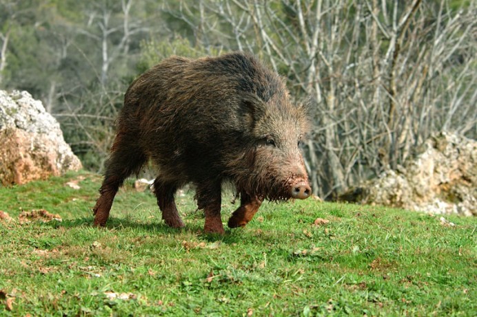22 jabalíes abatidos en una jornada en la Reserva Natural de la Ría de Villaviciosa - Concejo de Villaviciosa