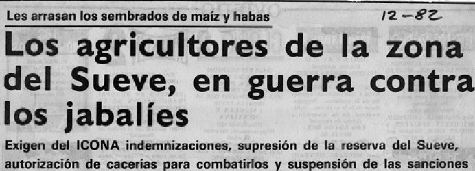 Colunga y los jabalíes nunca han casado bien - Concejo de Colunga