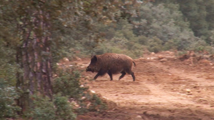 El plan de caza de las reservas regionales incluye medidas extraordinarias para la vigilancia sanitaria de la fauna silvestre - Asturias