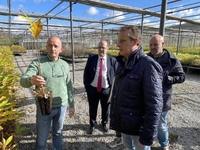 La campaña de Medio Rural contra el avispón asiático permite capturar 116.479 reinas - Asturias